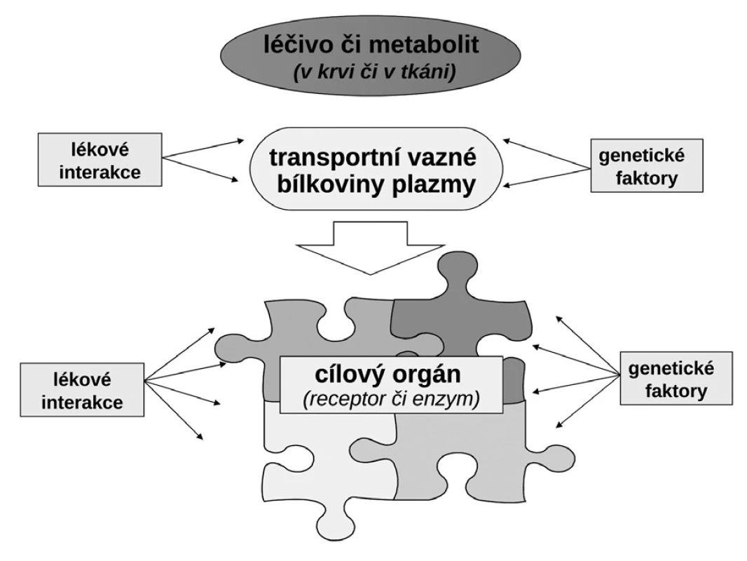 Transportní a metabolické systémy kontrolující osud léčiva v organismu (farmakokinetické vlastnosti) a jeho uplatnění na efektoru (farmakodynamický účinek)
a) na úrovni enterocytu (transportní systémy ovlivňující resorpci/eliminaci a metabolické systémy ve střevě)
b) na úrovni hepatocytu (transportní systémy ovlivňující resorpci/eliminaci a metabolické systémy v játrech)
c) na úrovni epitelie renálního tubulu (transportní systémy ovlivňující resorpci/eliminaci a metabolické systémy v nefronu)
d) na úrovni transportu v plazmě vazbou na plazmatické bílkoviny a účinek na úrovni efektoru (cílového orgánu) OCT – organic cation transporter, ENT – equilibrative nucleoside transporter, OATP – organic anion transporting polypeptide, MDRP – multiple drug resistance protein, BCRP – breast cancer resistance protein, P-gp – glykoprotein P