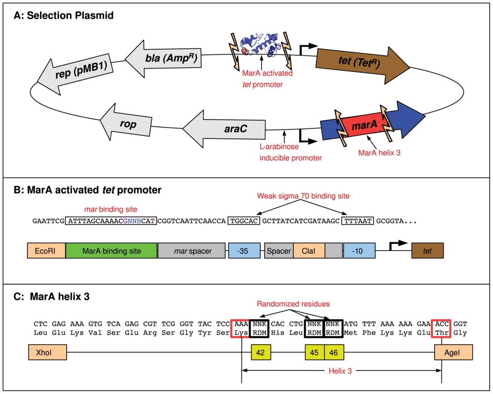MarA binding domain selection system.