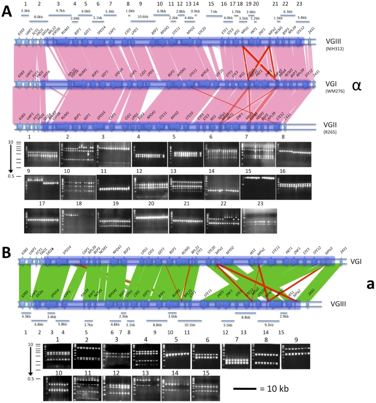 The VGIII <i>MAT</i> locus of α and a strains share relative synteny with other molecular types but also show rearrangements in <i>MAT</i>a.
