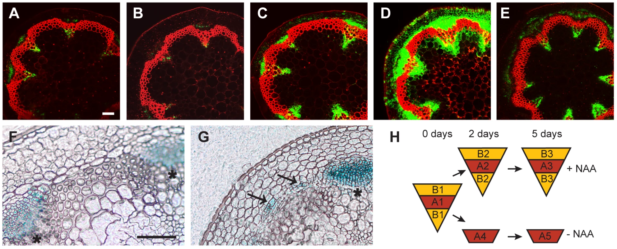 Marker analysis during CIS–incubation and sampling strategy.