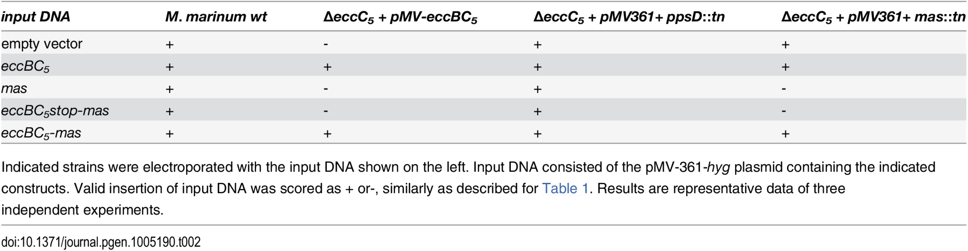 Complementation of <i>mas</i>::<i>tn</i> in the Δ<i>eccC</i><sub><i>5</i></sub> mutant by replacement of the integrated pMV vector.
