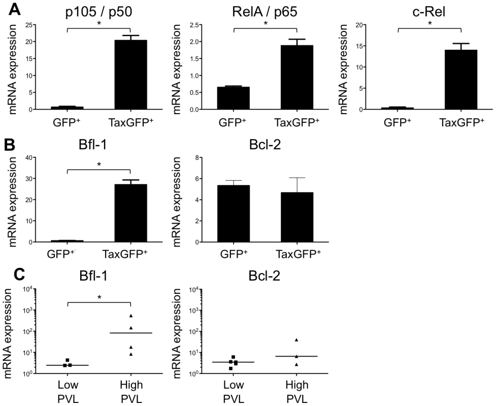 Enhanced transcription of the NF-κB and the antiapoptotic <i>Bfl1</i> genes by Tax.