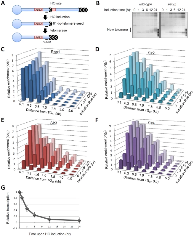<i>De novo</i> telomeric heterochromatin assembly on a short telomere.
