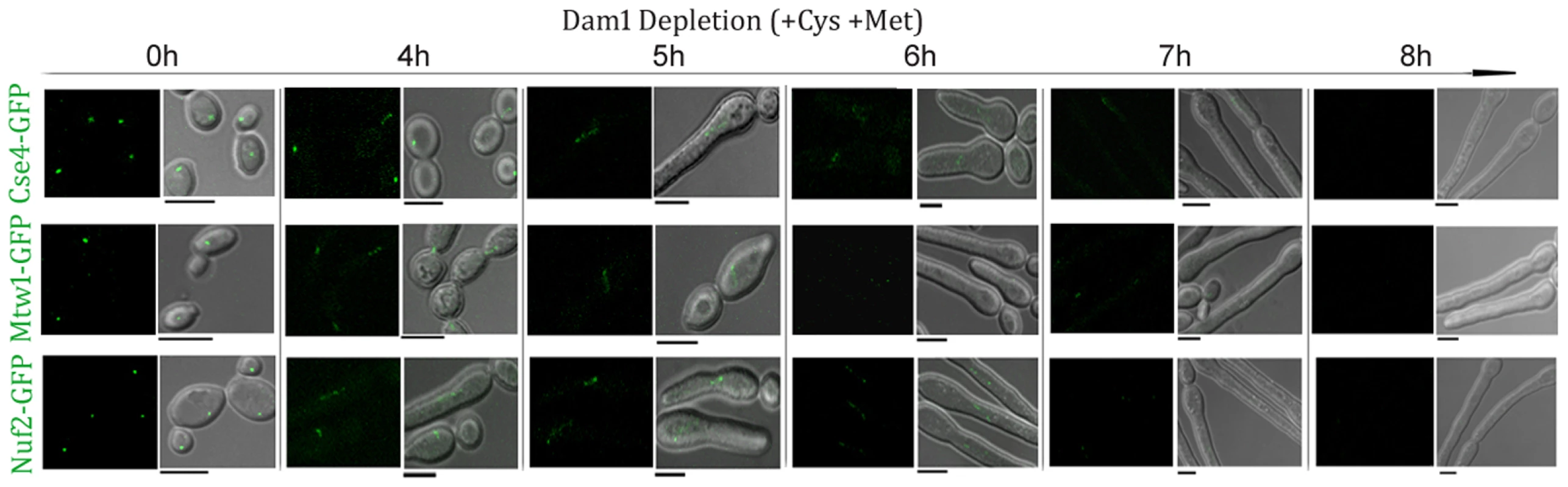 Disintegration of the kinetochore cluster precedes kinetochore collapse.