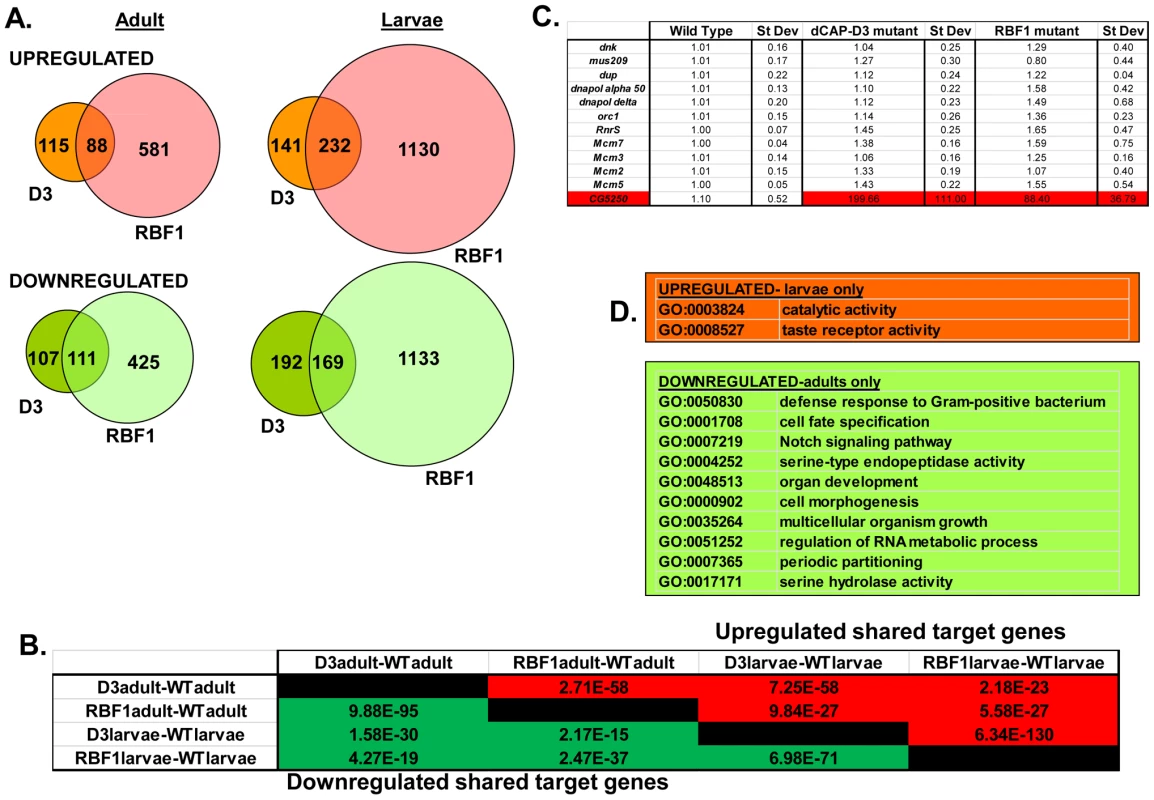 RBF1 and dCAP-D3 regulate many of the same transcripts in the fly.