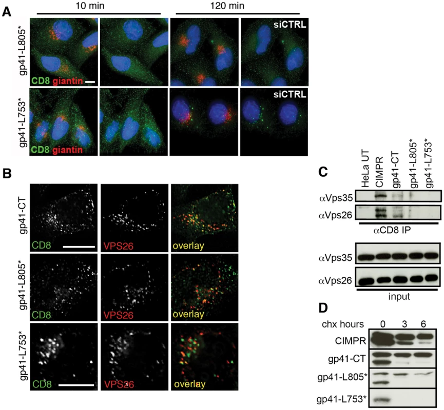 The C terminal 100 amino acids of the Env cytoplasmic tail are required to bind retromer.