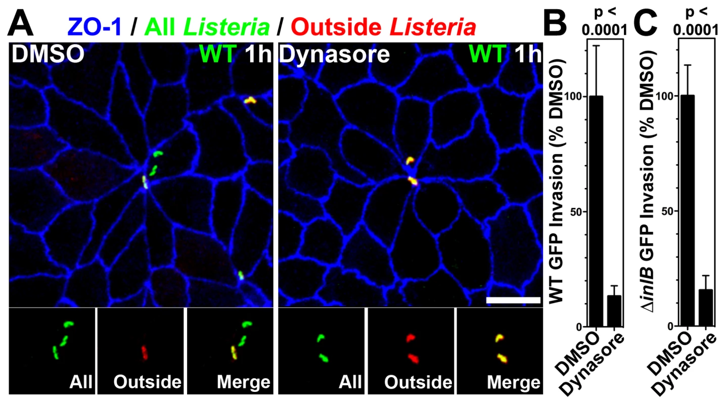 Dynamin-dependent invasion of MCJs.