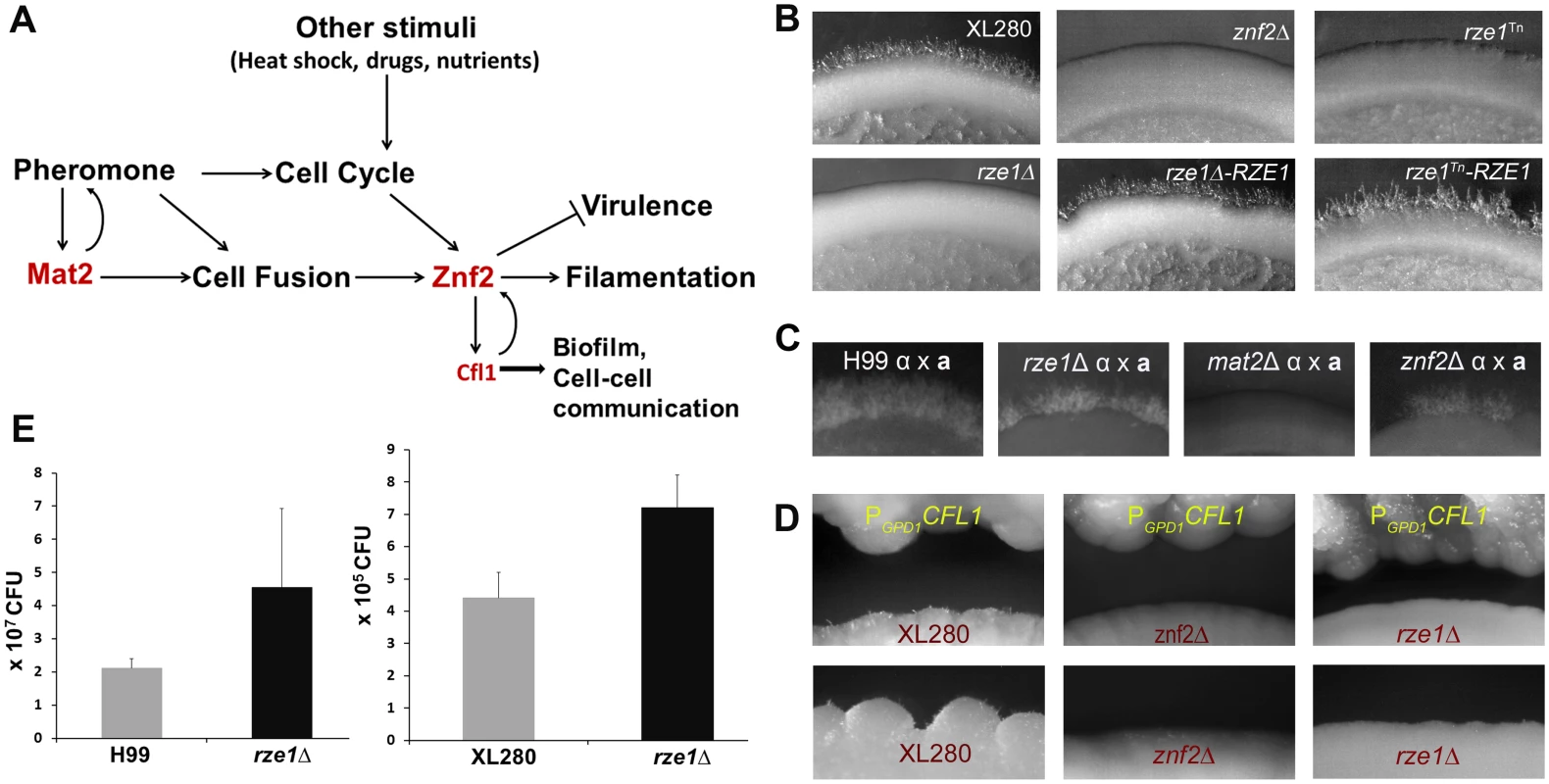 The phenotypes caused by the loss or disruption of <i>RZE1</i> resemble the ones caused by the deletion of <i>ZNF2</i>.