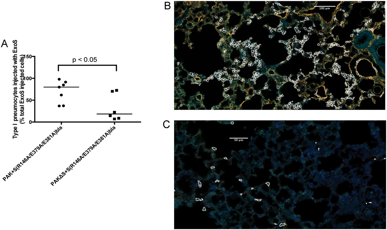 Secretion of ExoT was not sufficient to cause FOCI formation.