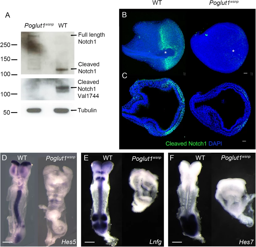 POGLUT1 is required for mammalian Notch signaling <i>in vivo</i>.