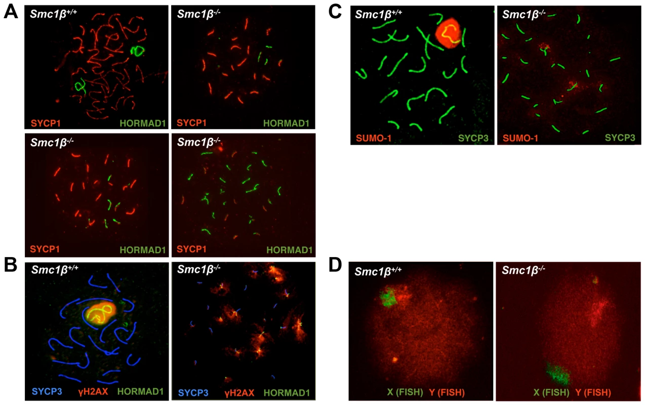 Synapsis defects of autosomes and sex chromosomes of <i>Smc1β<sup>−/−</sup></i> spermatocytes.