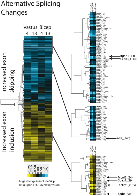 Alternative splicing changes in muscles of mice over-expressing FRG1.