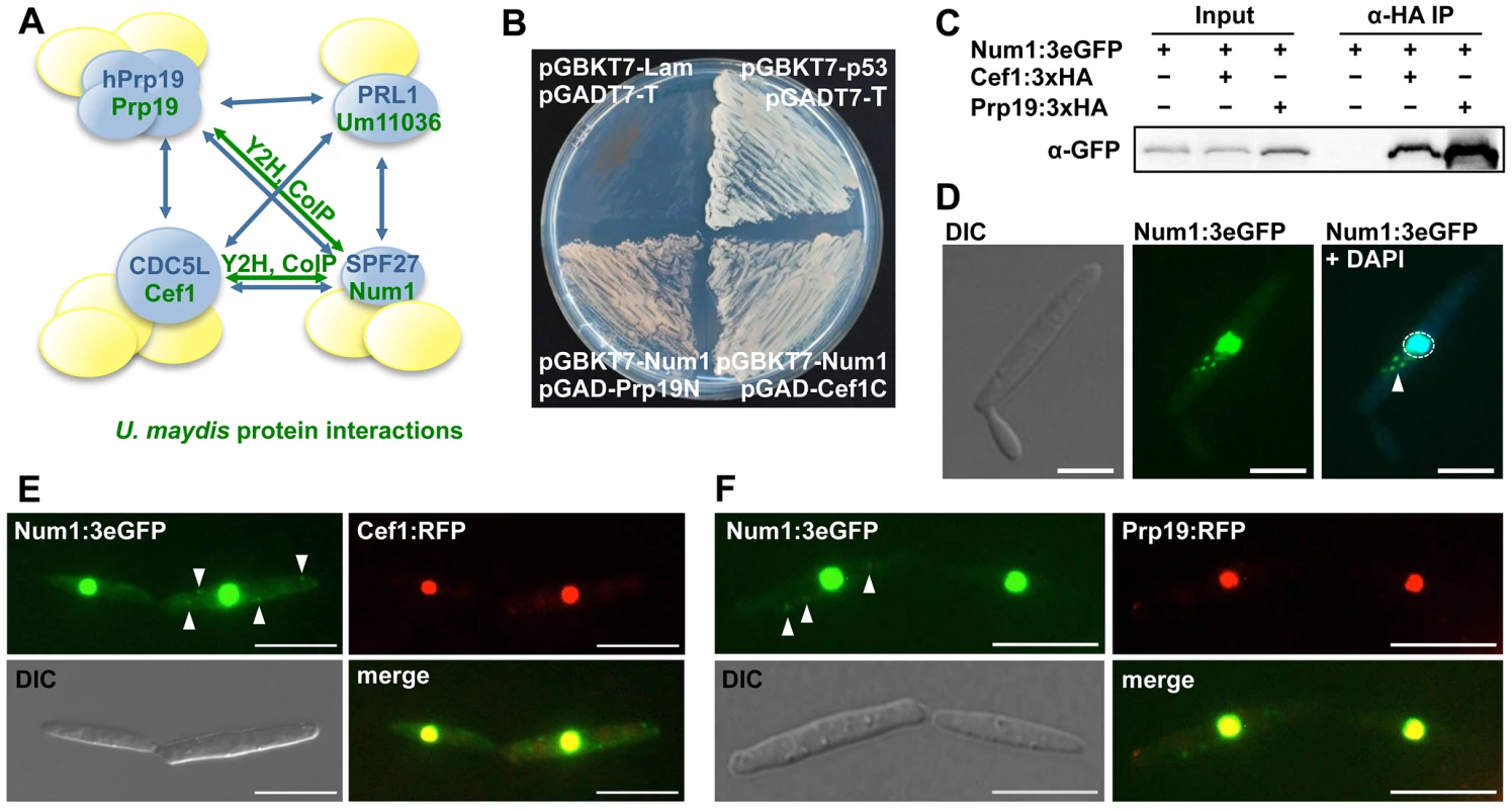 Num1 interacts with components of the Prp19/Cdc5L complex.