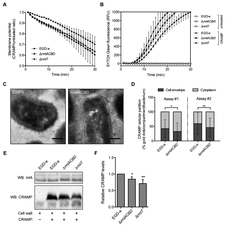 WTA l-rhamnosylation delays AMP interaction with the <i>Lm</i> plasma membrane.