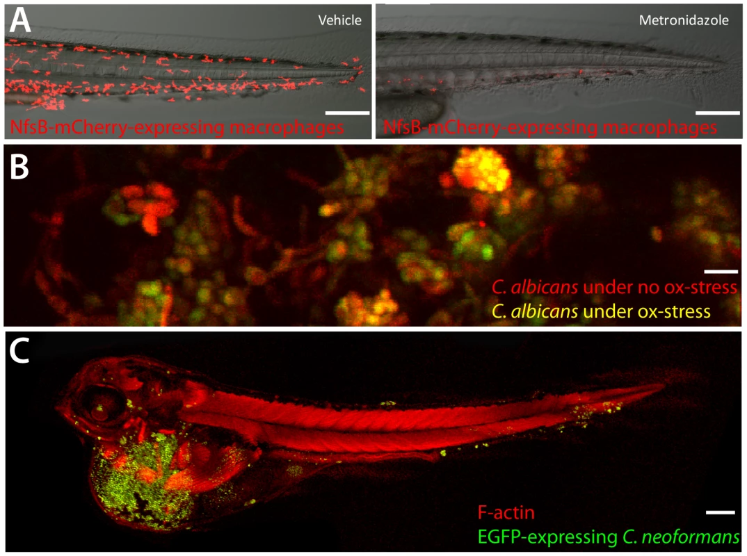 A sampling from the zebrafish toolbox.