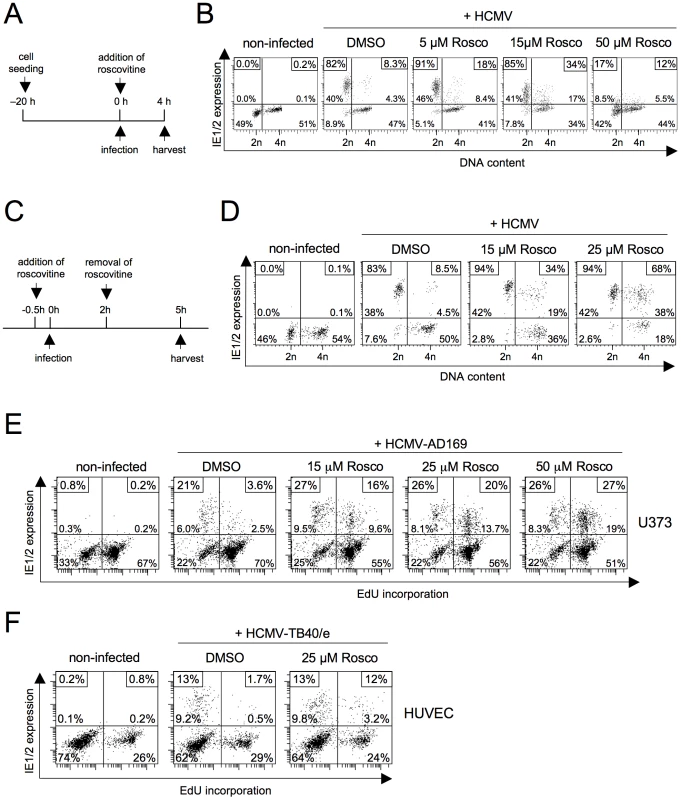 Roscovitine treatment efficiently abrogates the block of MIE gene expression in S/G2.
