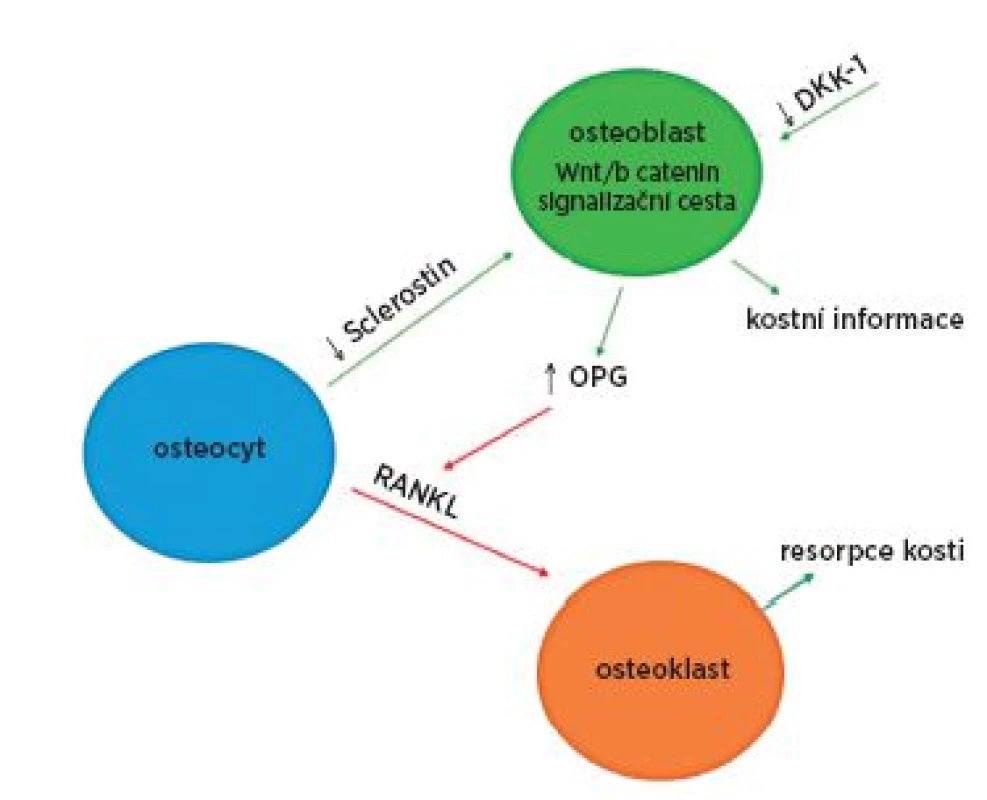 Procesy v kostní tkáni u ankylozující spondylitidy. U ankylozující spondylitidy byla prokázaná nízká sérová hladina sclerostinu a dikkopf-1 (DKK-1), proteinů inhibujících Wnt/β katenin signalizační cestu. Nedostatečná inhibice této dráhy vede ke zvýšené produkci osteoprotegerinu (OPG), molekuly inhibující receptorový aktivátor jádrového faktoru (RANKL), který je zodpovědný za zvýšenou resorpci kosti (80,92)