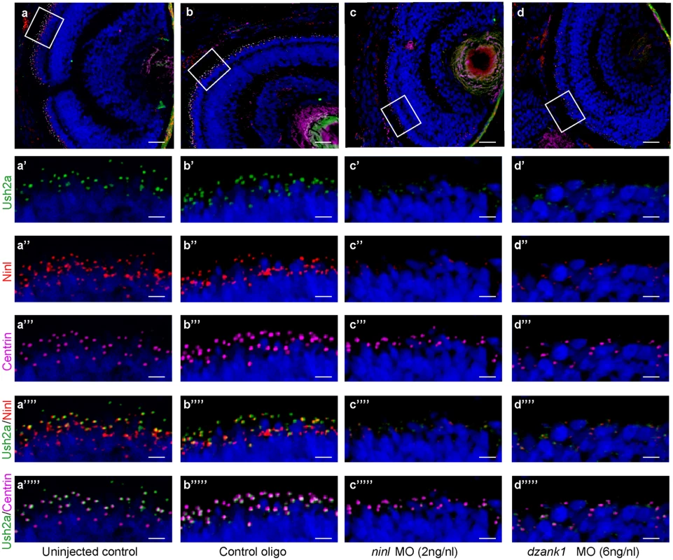 Impaired Ush2a transport in <i>dzank1</i> and <i>ninl</i> morphants.