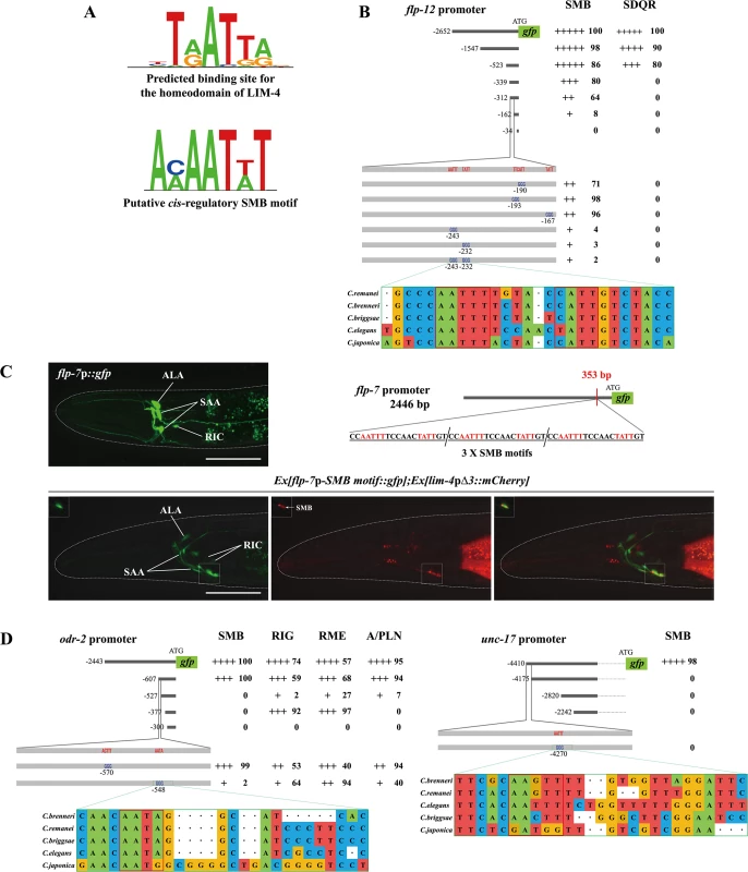 A <i>cis</i>-regulatory motif is necessary and sufficient to drive expression of terminally differentiated SMB markers.
