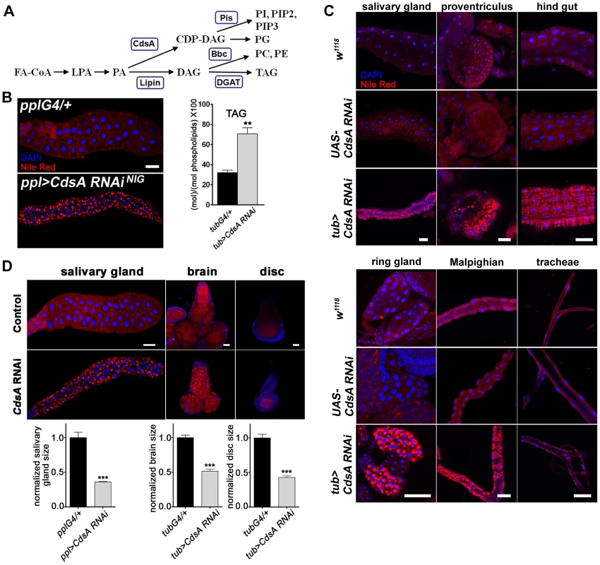 <i>CdsA</i> broadly affects fat storage.