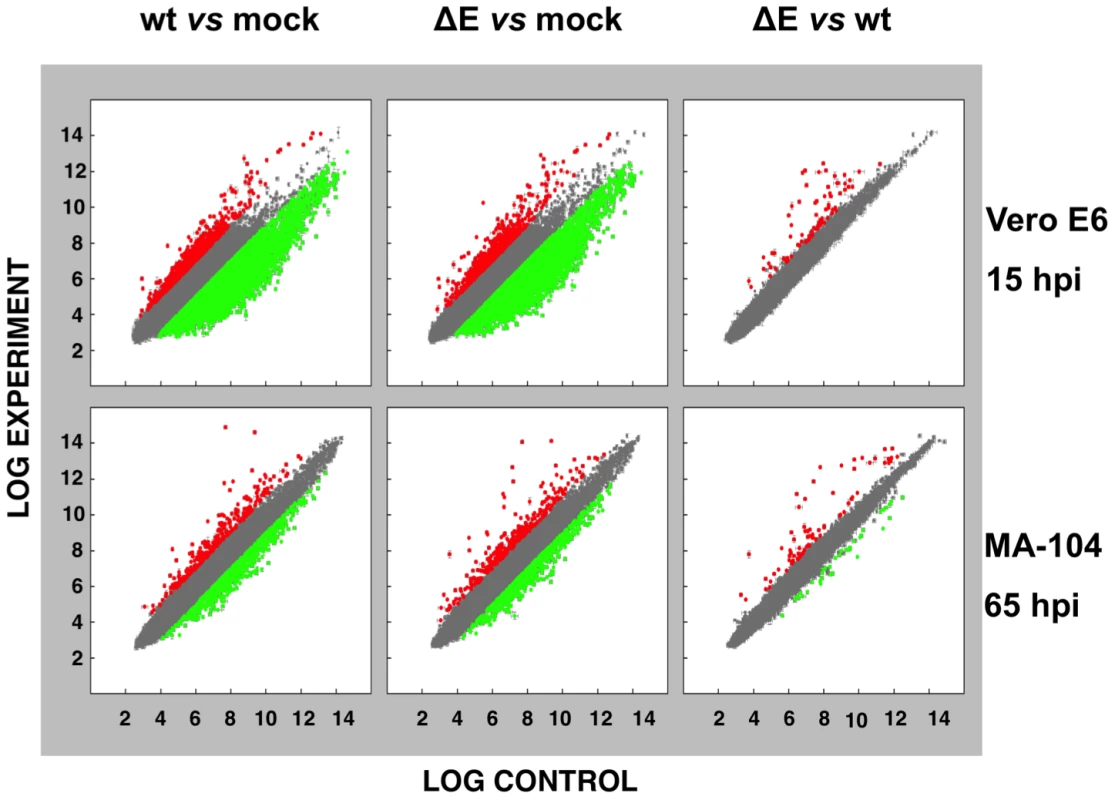 Effect of SARS-CoV E protein on host gene expression.