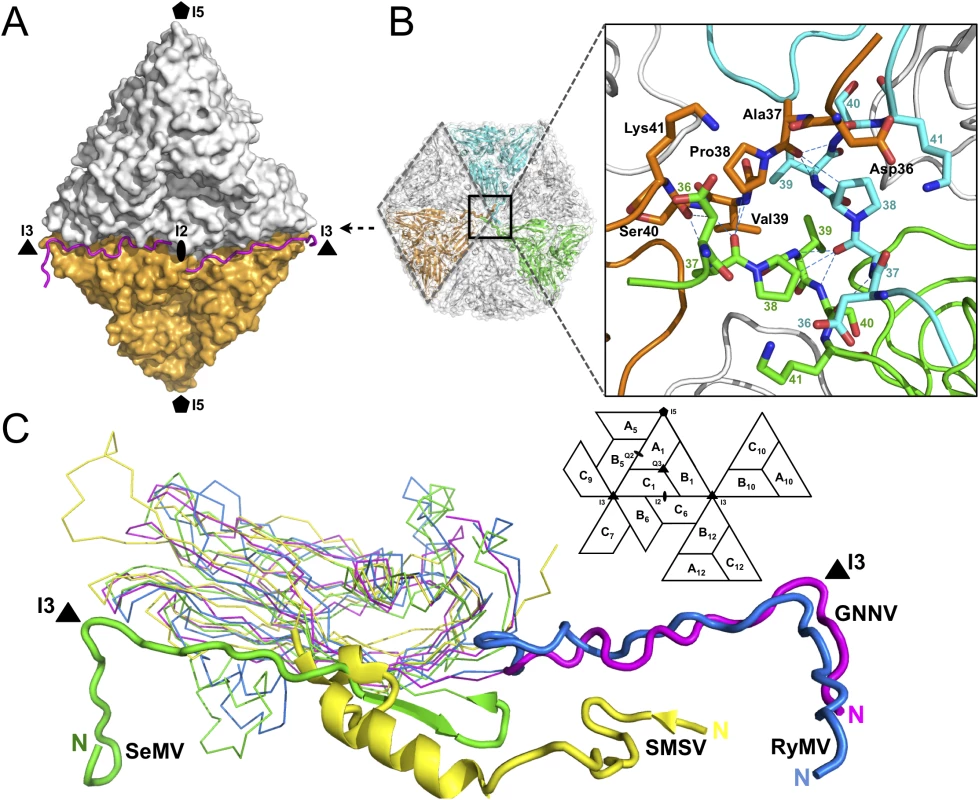 Structural organizations of the N-arm and the β-annulus.