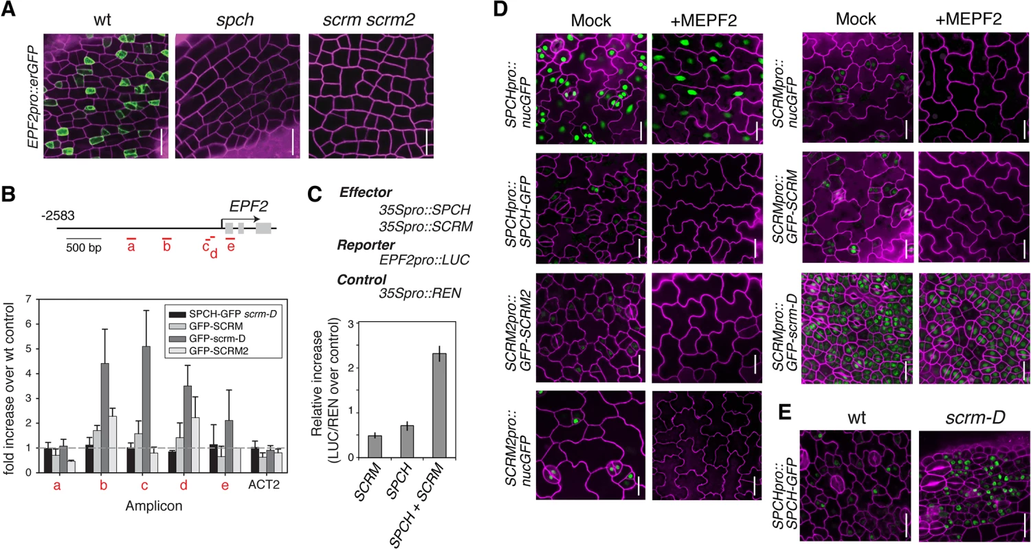 Molecular framework of the negative-feedback loop between SPCH•SCRM and EPF2 for stomatal-lineage specification.
