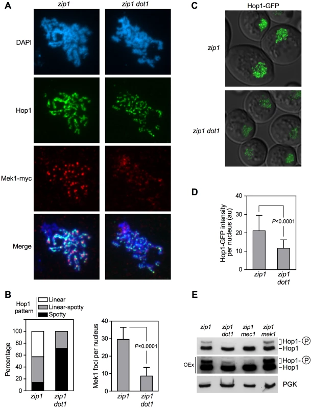 Dot1 is required for <i>zip1</i>-induced localization and activation of the Hop1 meiotic checkpoint adaptor.
