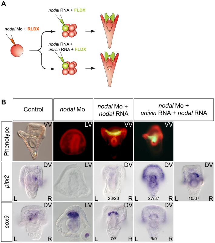 Long-range Nodal signaling within the ectoderm and between the ectoderm and the endodermal left-right organizer requires Univin.