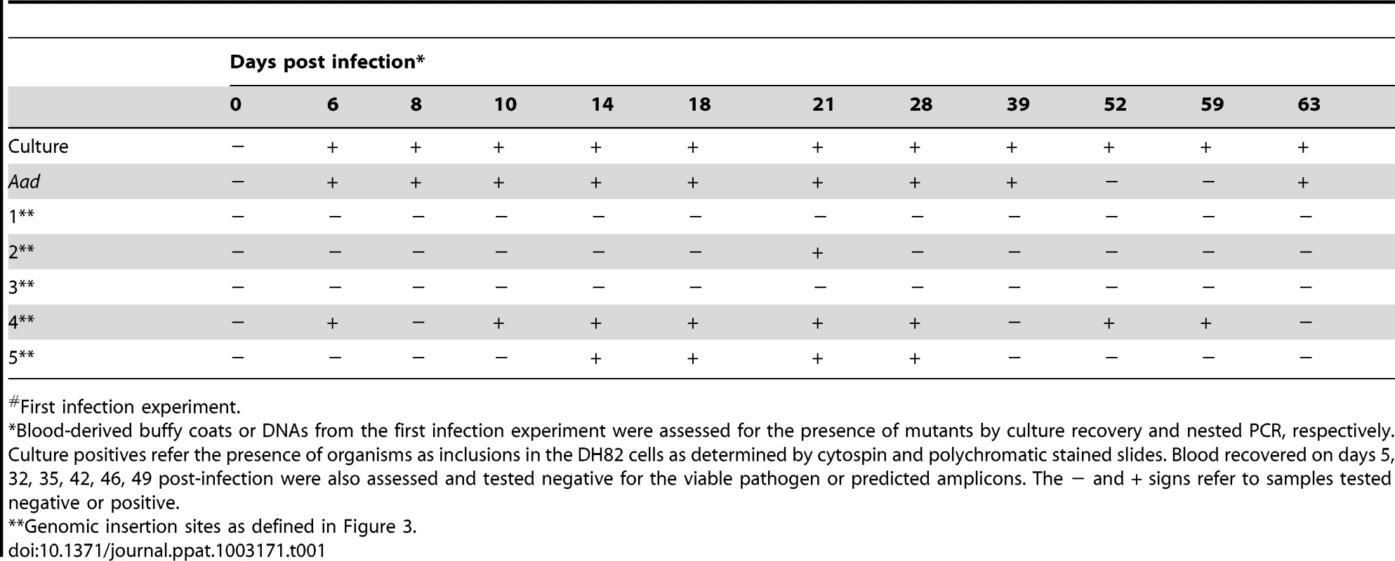 Verification of the <i>E. chaffeensis</i> infection status by culture and for the transposon insertion sites in mCherry mutant infected deer blood<em class="ref">#</em>.