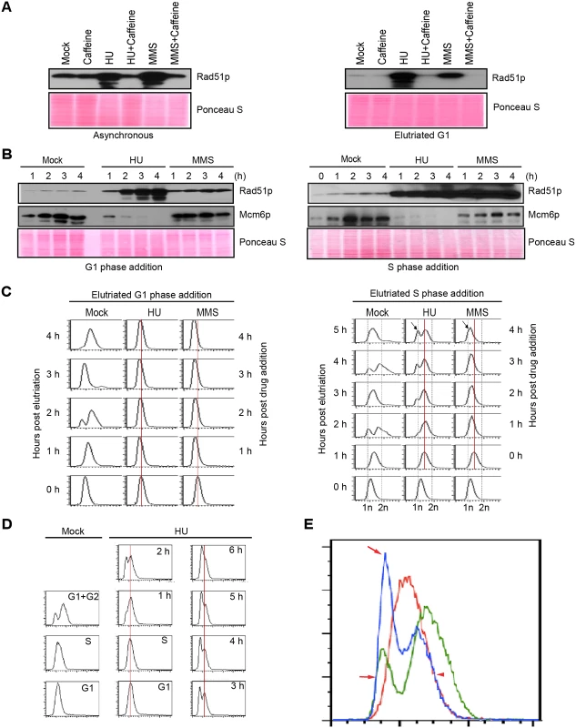 Characterization of HU and MMS induced checkpoint responses.