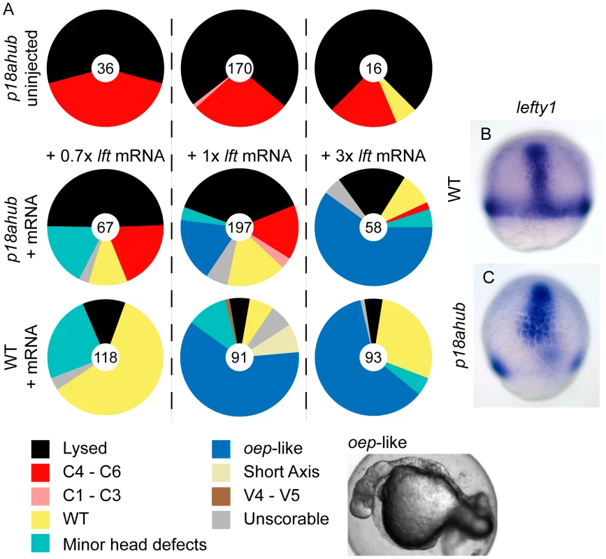 Lefty misexpression suppresses patterning defects of <i>p18ahub</i> embryos.