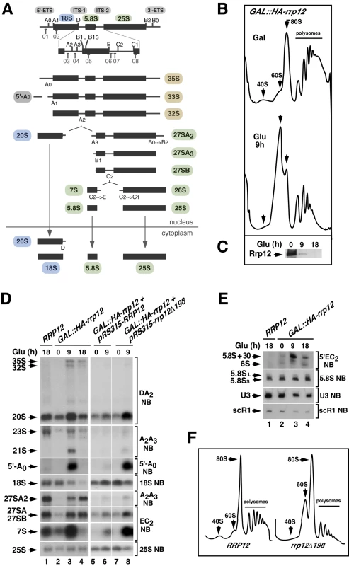 Defects in Rrp12 function block the synthesis of 40S subunits but not of 60S subunits.