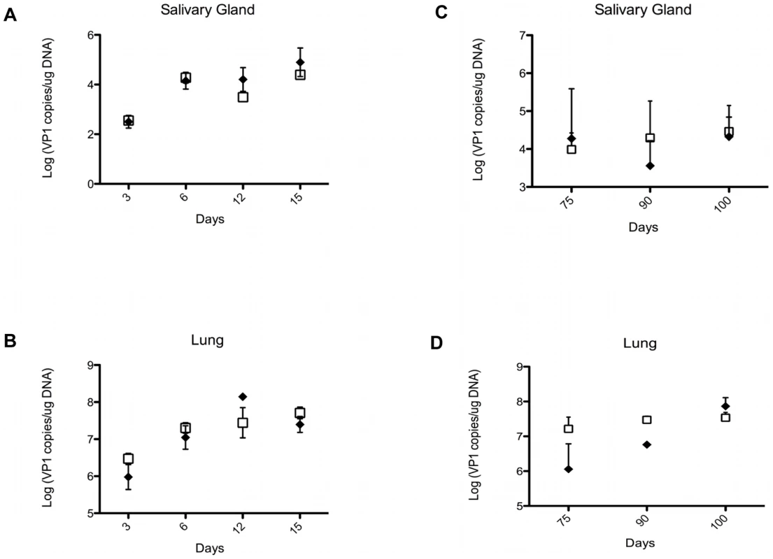 Viral load in organs of TCRβ KO and TCRβ×δ KO mice at different time points after in PyV infection.