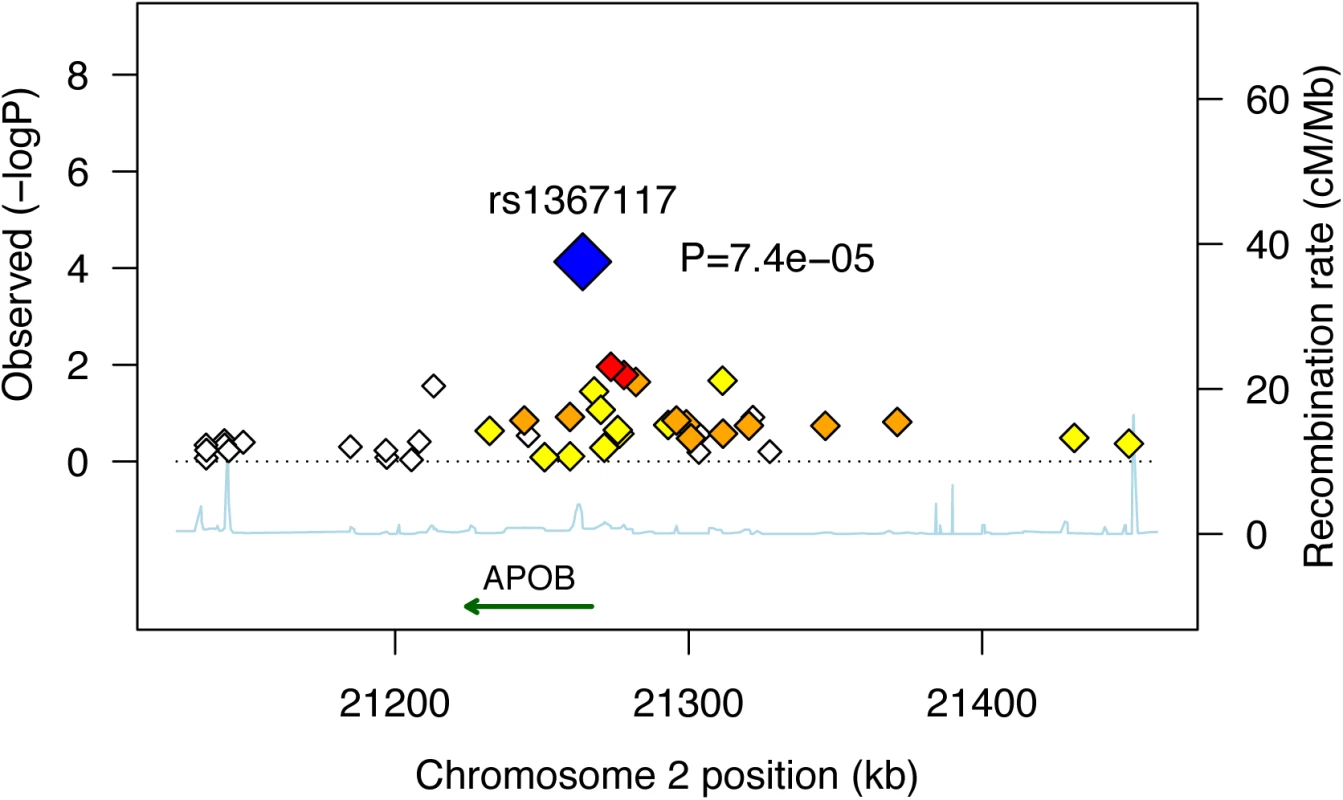 Combined* maternally-derived effects of SNPs spanning the <i>APOB</i> locus on BMI.