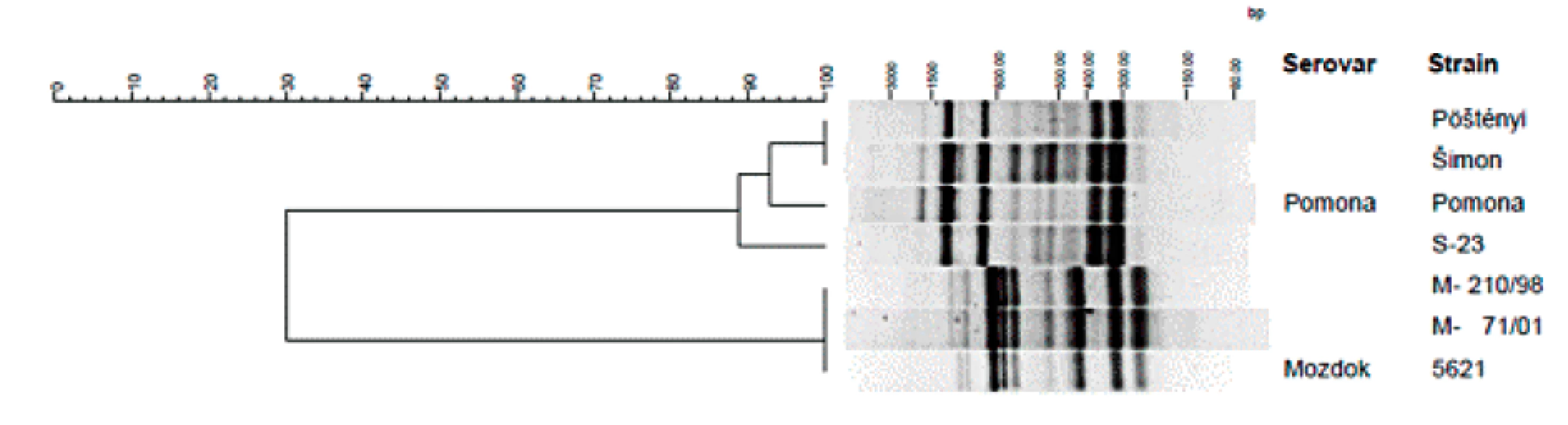 DNA fingerprints and relatedness between reference and endemic Leptospira strains of serovars Mozdok and Pomona (serogroup
Pomona)