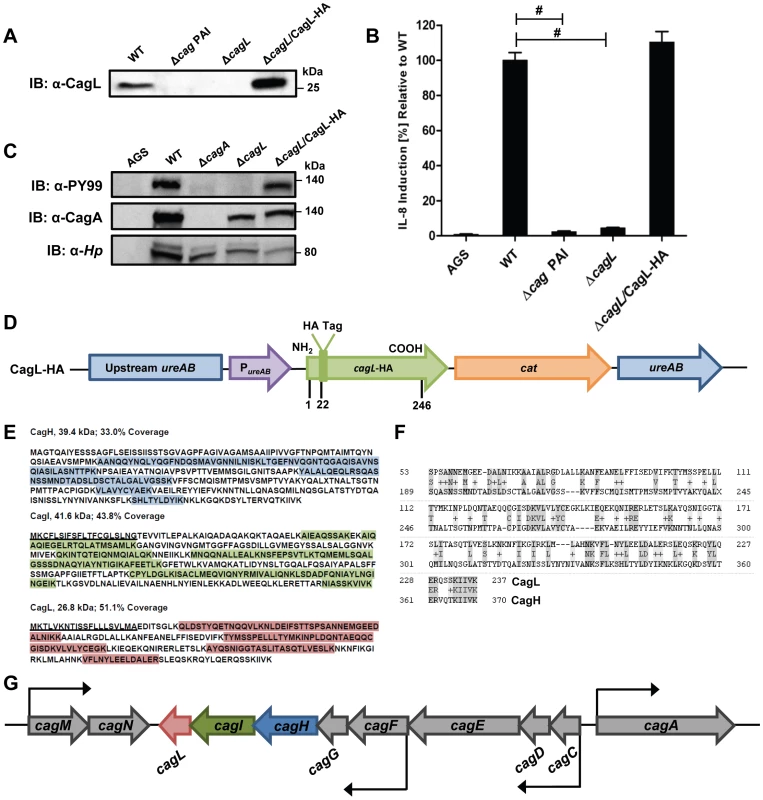 Functional analysis of CagL.
