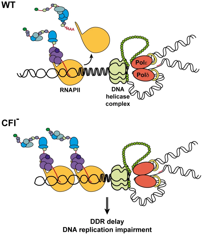 Model for concurrent transcription termination and replication processes.