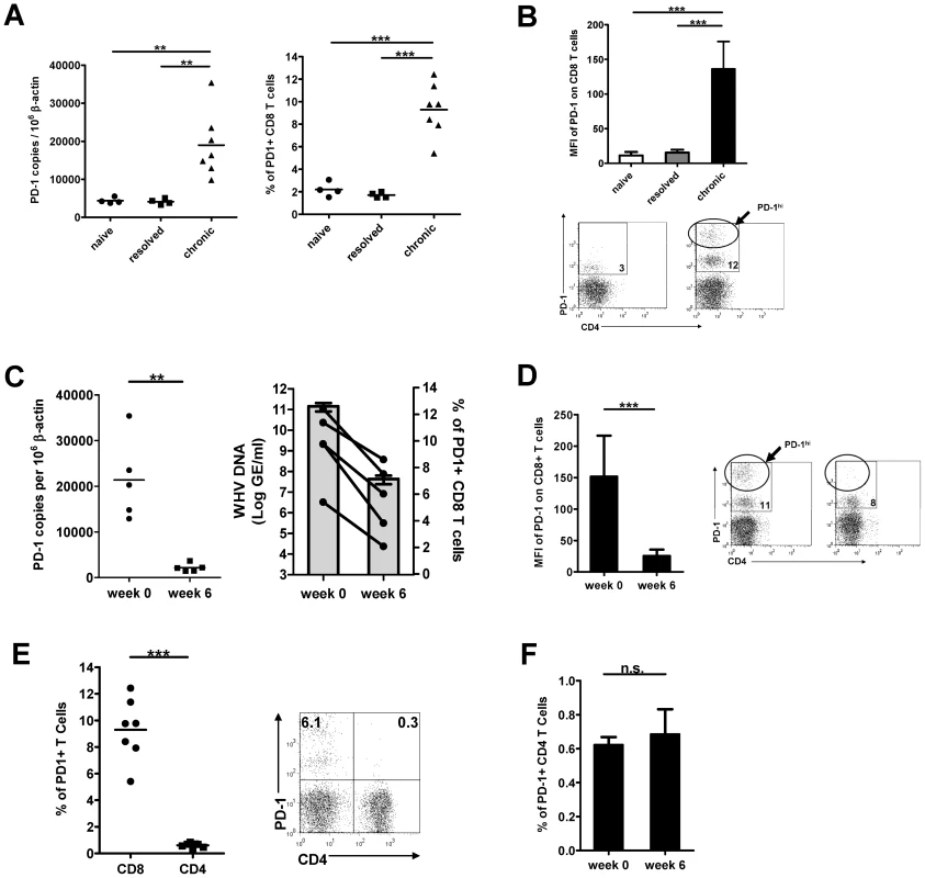 Expression of PD-1 on PBMCs and T cells during chronic WHV infection.