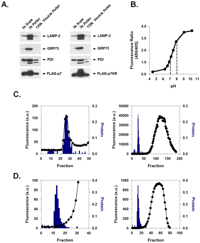 Preparation and pH indicator loading of p7-containing membrane vesicles.