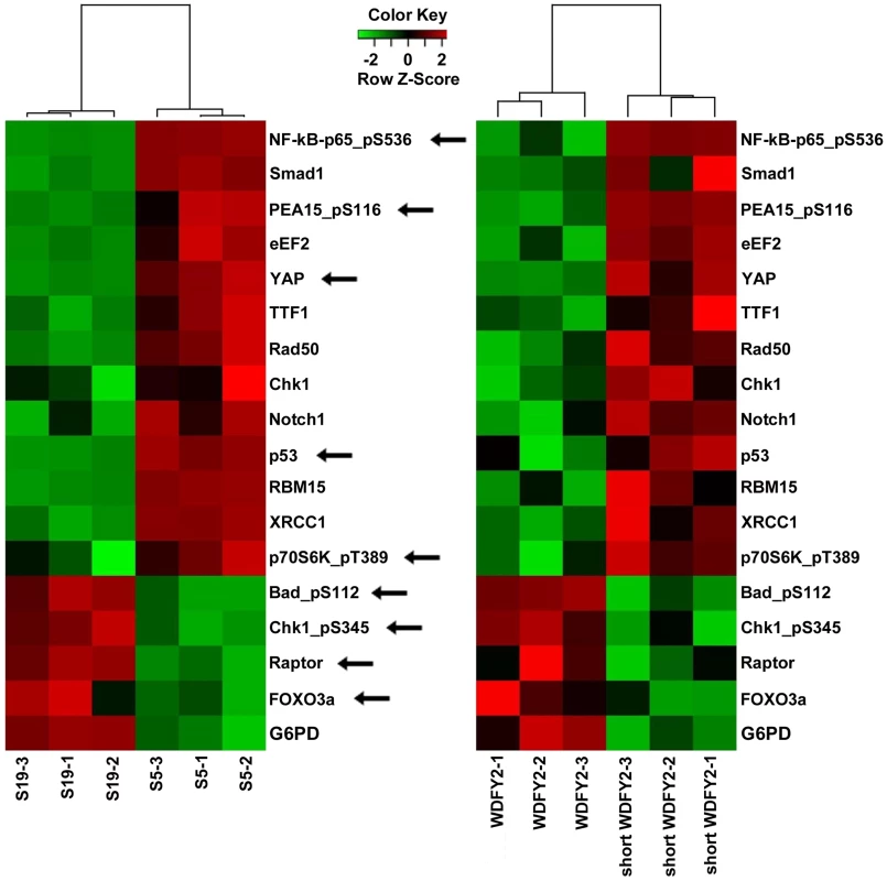 Proteins that are altered consistently in patient tissues and transfected cell lines by short WDFY2.
