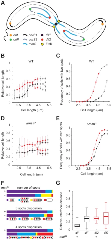 Early segregation of <i>V. cholerae</i> TerII.
