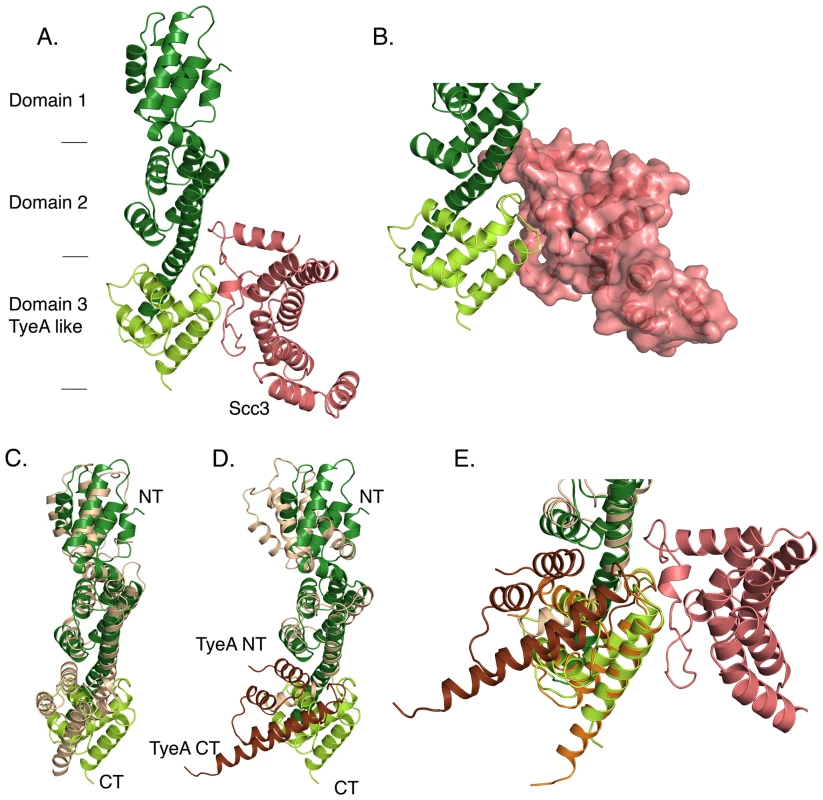 Crystal structure of Scc3-CopN<sub>Δ84</sub>.
