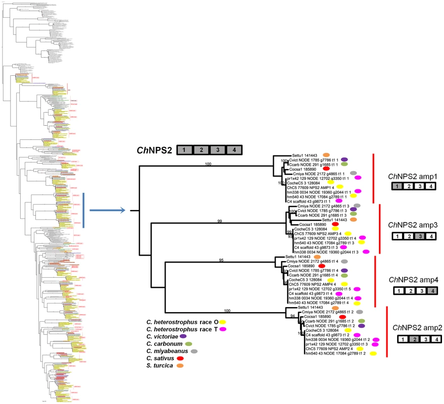 NPS2 is an example of a highly conserved Dothideomycete NRPS.