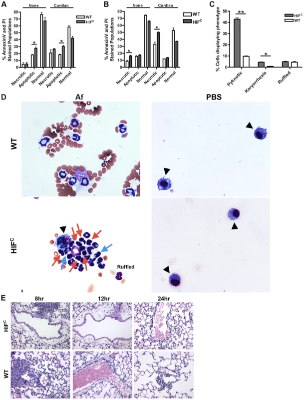 HIF<sup>C</sup> neutrophils have increased levels of apoptosis and necrosis and decreased endothelial attachment.
