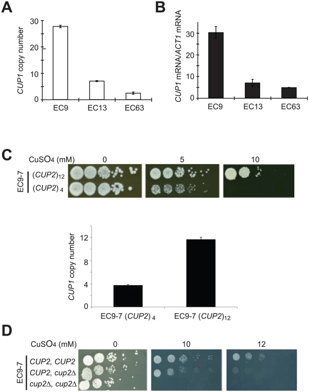 Increased copy numbers of <i>CUP1</i> and <i>CUP2</i> were correlated with enhanced copper tolerance in EC-C1 strains.