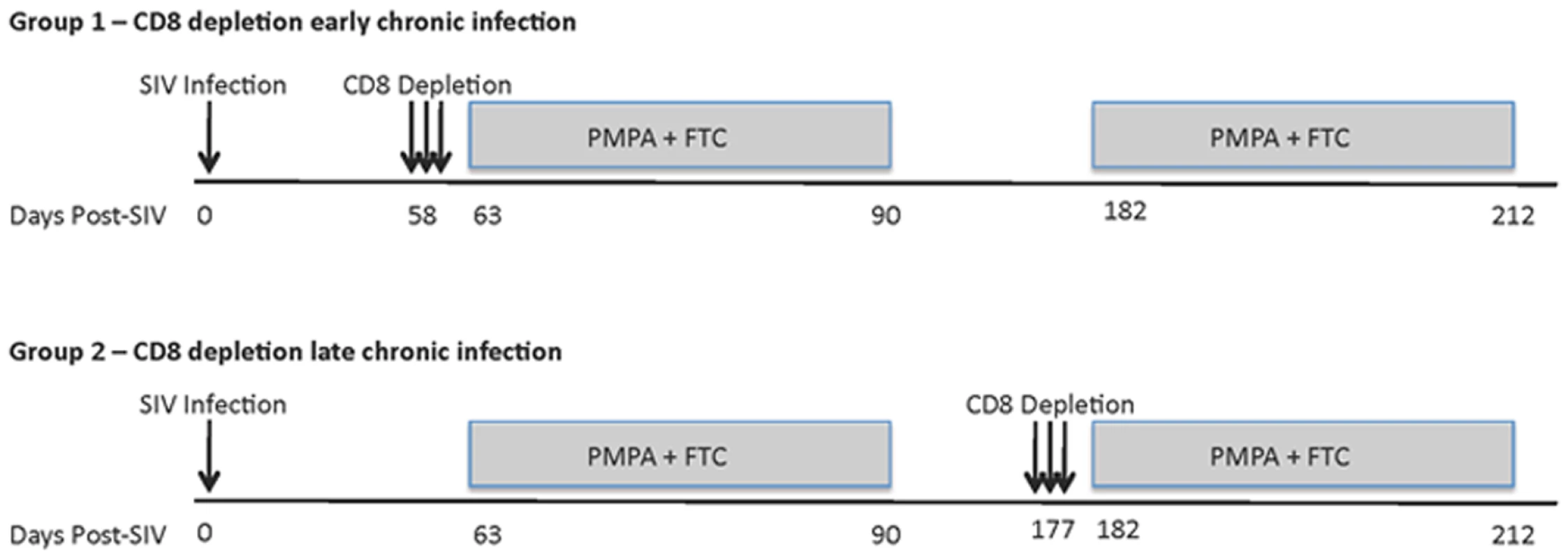 Experimental model to assess the lifespan of productively infected cells in the presence or absence of CD8+ T cells.