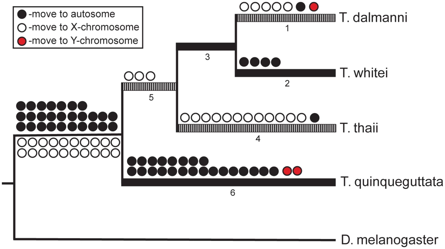 Gene movement in <i>Teleopsis</i>.
