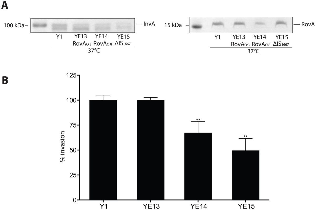 Influence of enhanced invasin and RovA levels on <i>Y. enterocolitica</i> O:3 host cell invasion.