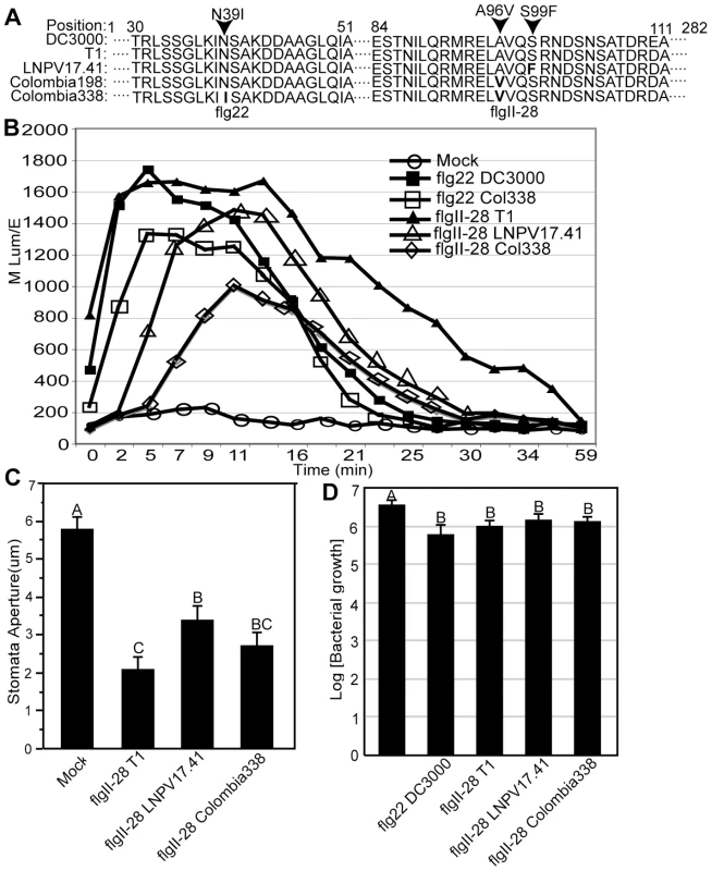 The flagellin epitope flgII-28 triggers reactive oxygen species (ROS) in tomato leaves whereby derived alleles - typical of today's <i>Pto</i> strains - induce less ROS than the ancestral alleles - typical of strains isolated before 1985.